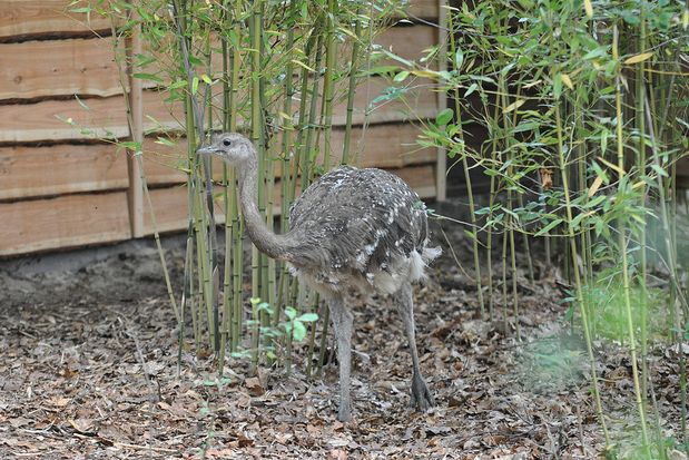  p>小美洲鸵(学名: i>rhea pennata /i>)是美洲鸵鸟目美洲鸵鸟科的 a