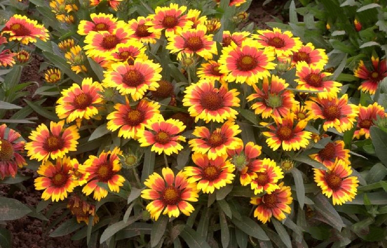  p>宿根天人菊(学名: i>gaillardia aristata /i> pursh.