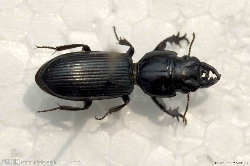  p>昆虫种名:蝼步甲scarites所属类别:鞘翅目 a target="_blank" href