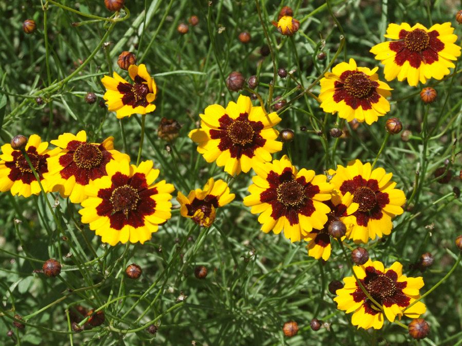 target="_blank" href="/item/冰山雪菊/4070767" data-lemmaid="