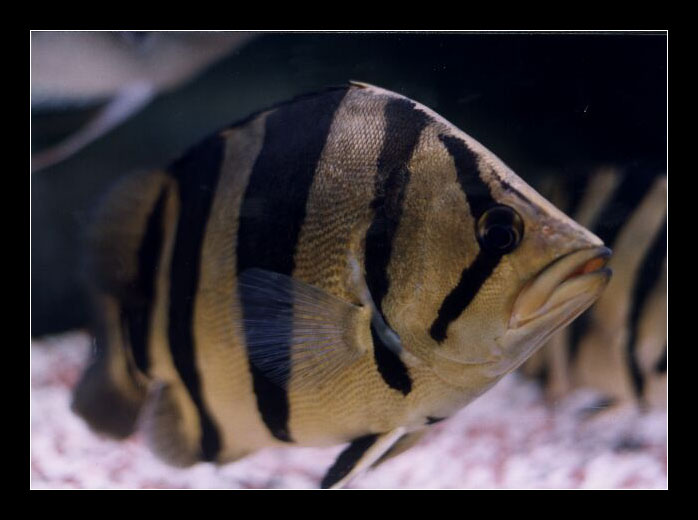  p data-id="gnwiaex2ks">泰国虎:(别名:三间虎,南托斯鱼, a target="