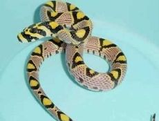 别名 a href="#" data-lemmaid="15418498">美女蛇 /a>,已改名,玉斑丽