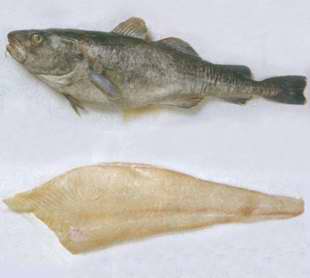  p>毛鳞鱼的叫法来自阿伊努人,因鱼身有一种鲜黄瓜般的气味而得名.