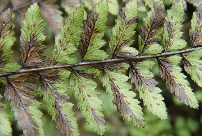 athyrium otophorum (miq.) koidz.