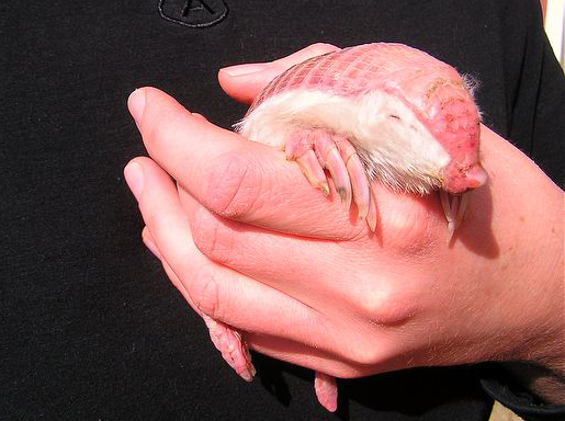  p>倭犰狳(学名: i>chlamyphorus truncatus /i>)生活在阿根廷中部,是