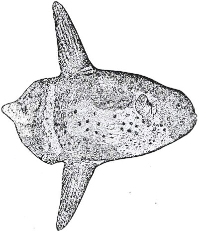  p>矛尾翻车鲀(学名:masturus lanceolatus)为 a href="#">辐鳍鱼纲 