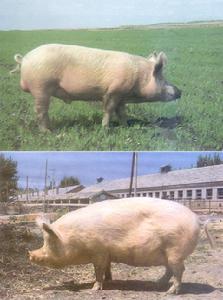 ="144602">英国 /a>输入的大白猪,经长期驯化和选育,于1925年列入苏联