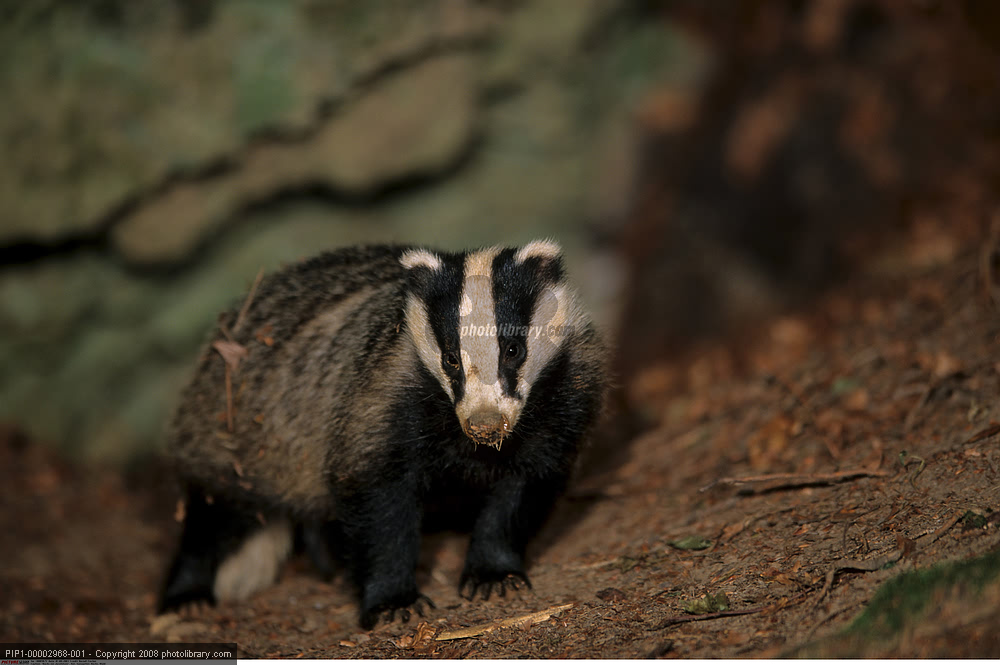  p>鼬科又名 a href="#">貂科 /a>,拥有 a href="#">犬型类 /a>超过半