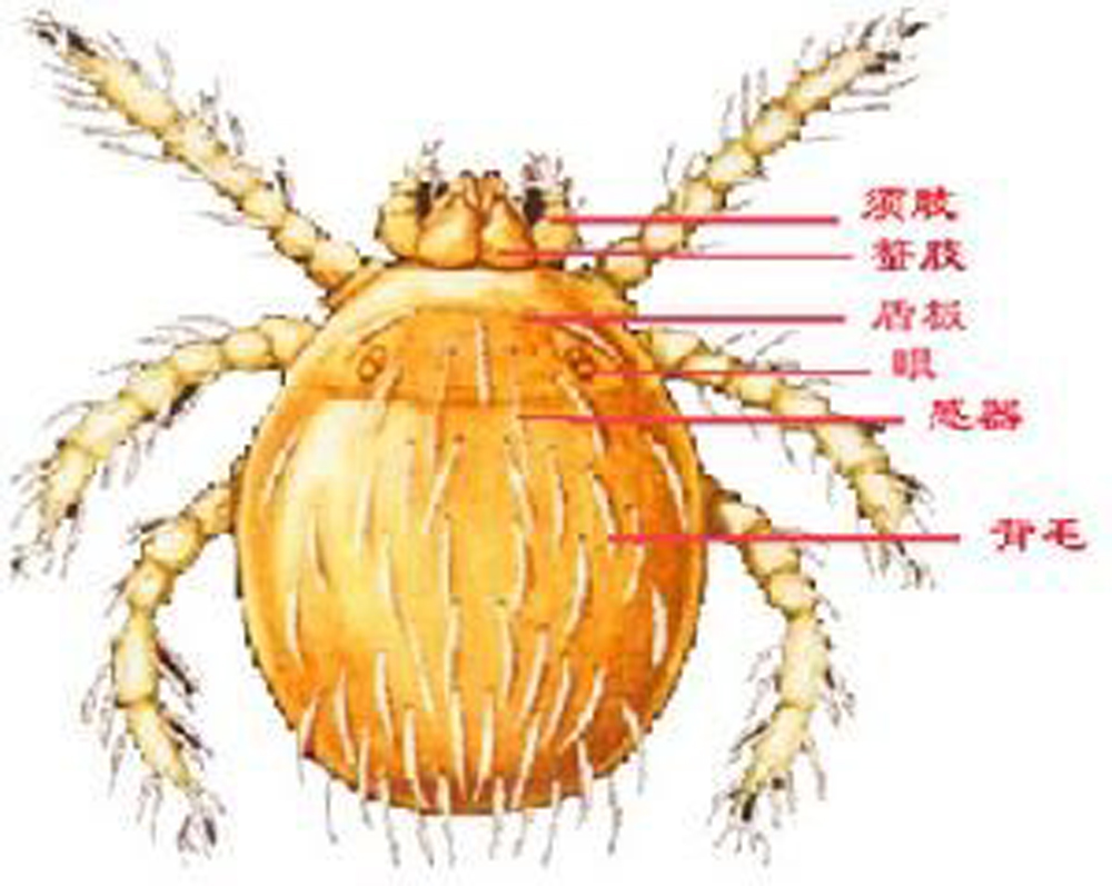  p>恙螨(chigger mites)属于 a target="_blank" href="/item/真螨目