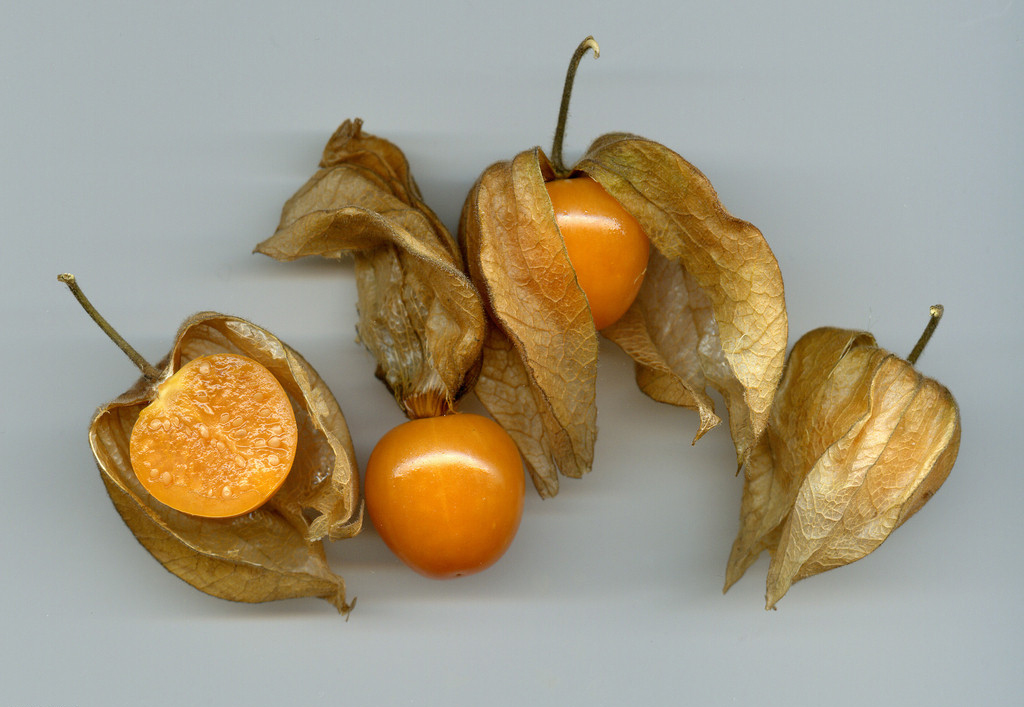  p>毛酸浆(学名: i>physalis pubescens /i> l.