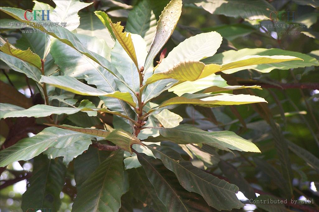  p>大叶栎(学名: i>quercus griffithii  /i>hook. f.