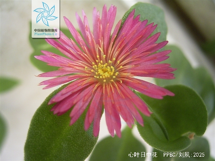  p>心叶日中花(学名: i>mesembryanthemum cordifolium /i> l. f.