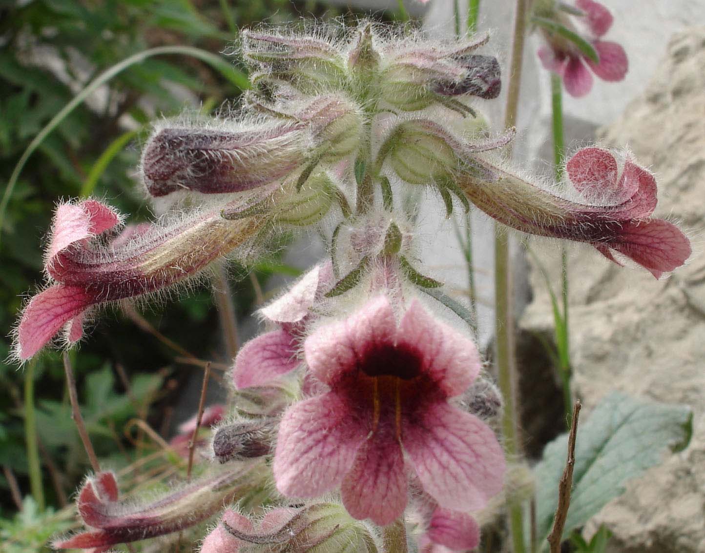  /i>),玄参科 a target="_blank" href="/item/地黄属">地黄属 /a>