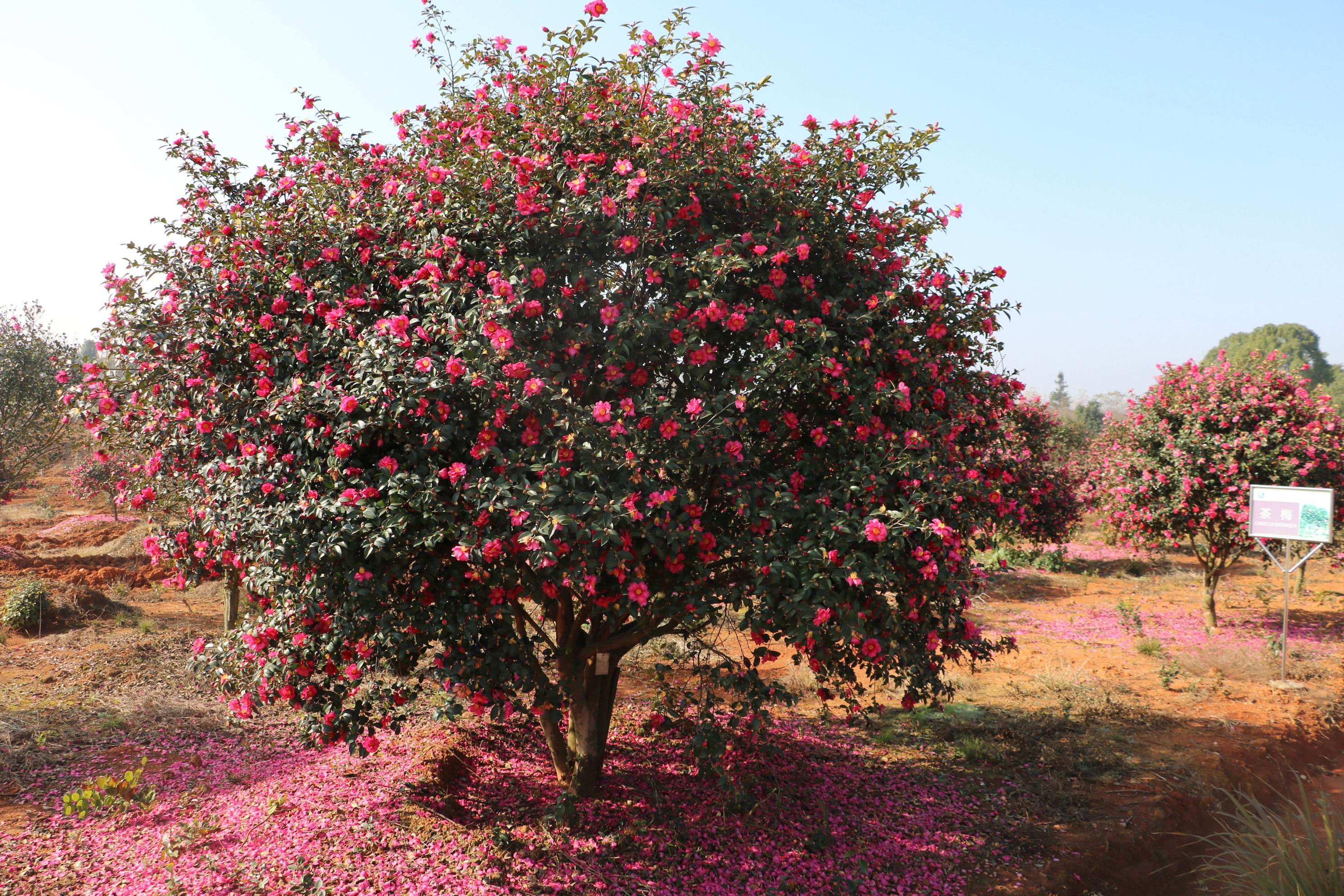 camellia sasanqua thunb.