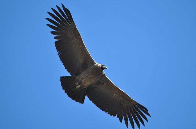  p>安第斯神鹫(学名: i>vultur gryphus /i>):又叫康多兀鹫,也有人叫