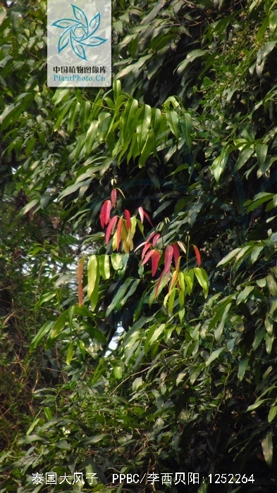 是大风子科大风子属植物,常绿大乔木,高7-20(-30)米;树干通直,树皮灰