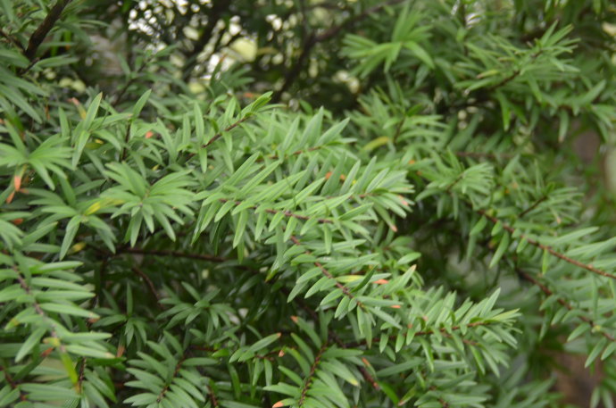  p>台湾油杉(学名: i>keteleeria formosana /i> hayata )是松科,油杉
