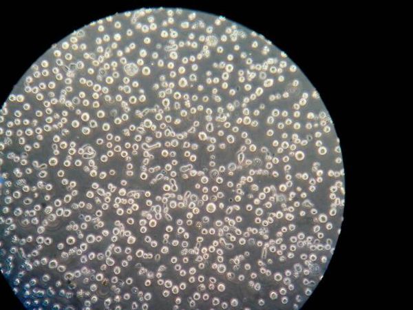 胞体的中央有一个大而圆的 a target="_blank"