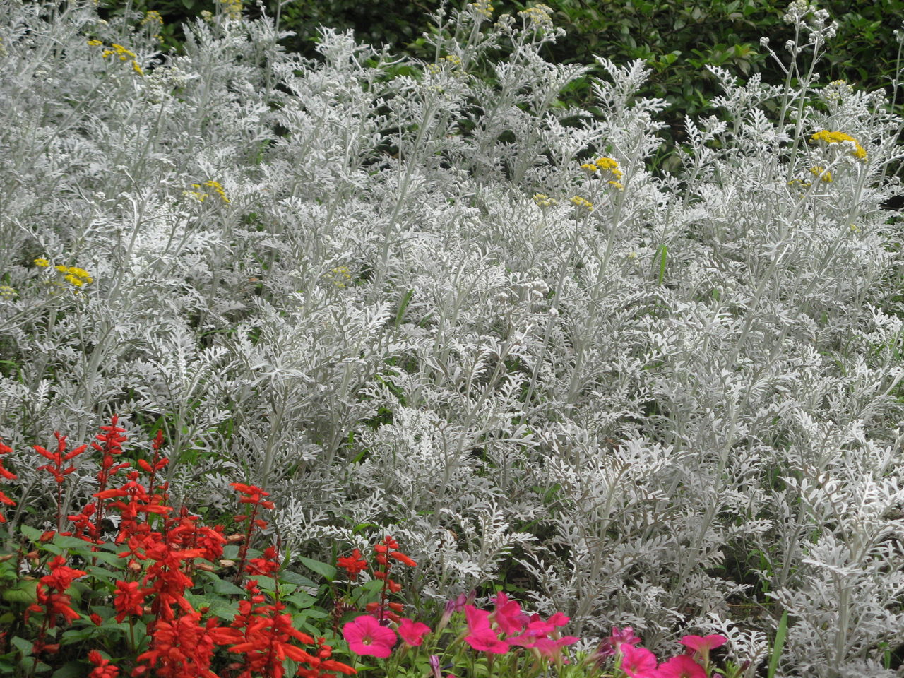  p>银叶菊(学名: i>jacobaea maritima /i> (l.