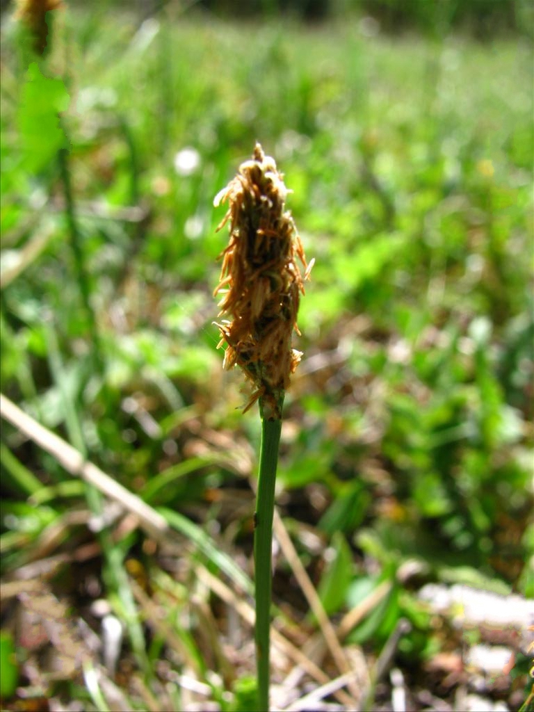  p>四川嵩草(学名: i>kobresia setschwanensis /i> hand.-mazz.