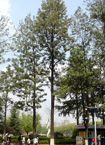  p>银桦( i>grevillea robusta /i>)大乔木,高可达20米; a target="