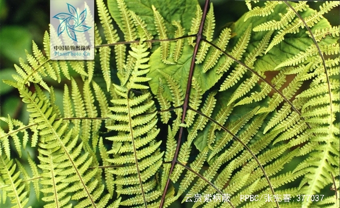  p>云贵紫柄蕨( a target="_blank" href="/item/学名/8074290" data