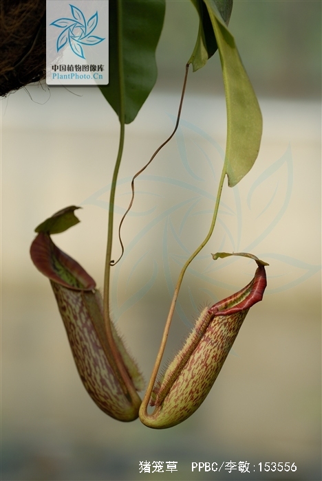 猪笼草