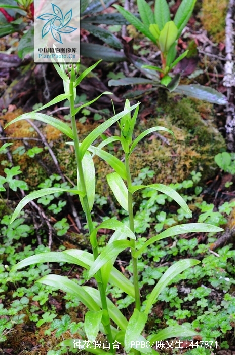 p>小鳞茎多数 i>(notholirion campanulatum) /i>是百合科草本植物