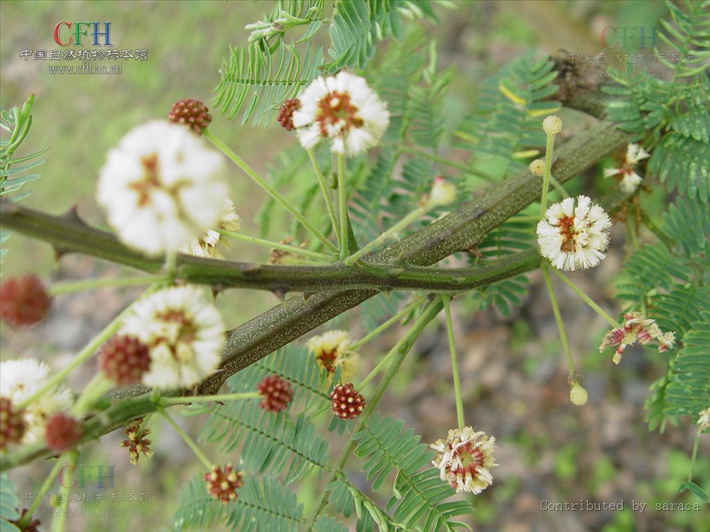  p data-id="gnbpzxd3w5">蛇藤, a target="_blank" href="/item/中药