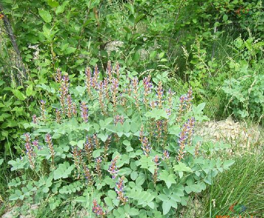  p>洋甘草(学名: i>glycyrrhiza glabra  /i> l.