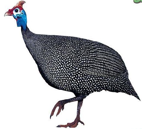  p>白珠鸡全身羽毛纯白色,皮肤颜色较盔顶珠鸡浅全身羽毛纯白色,皮肤