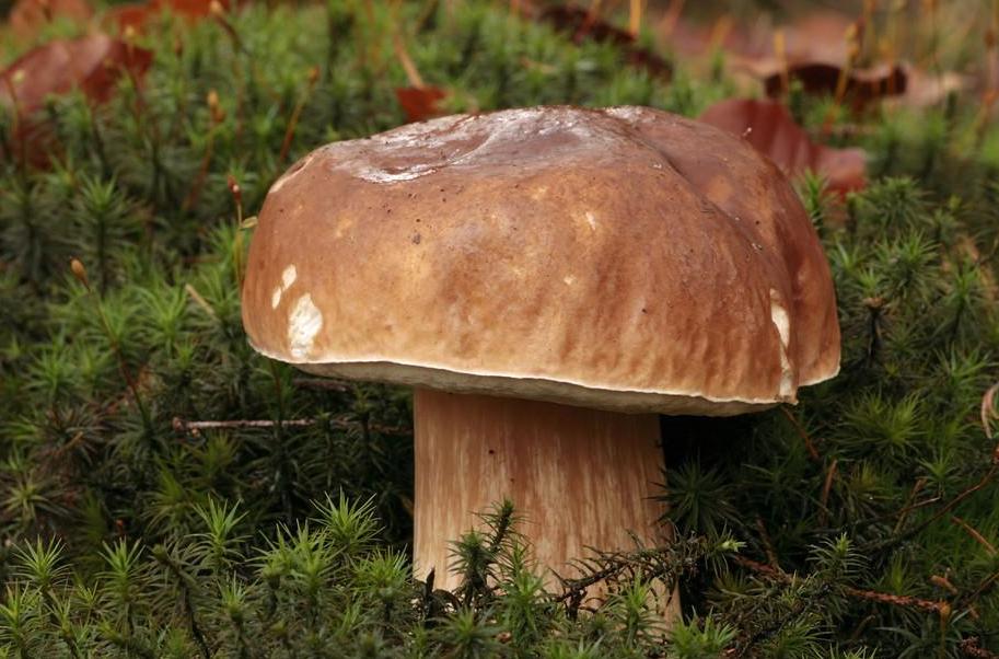 boletopsis subsquamosa