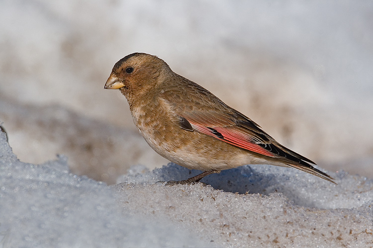 体重32-44克,体长160-190毫米,是一种体型略大的褐色沙雀.