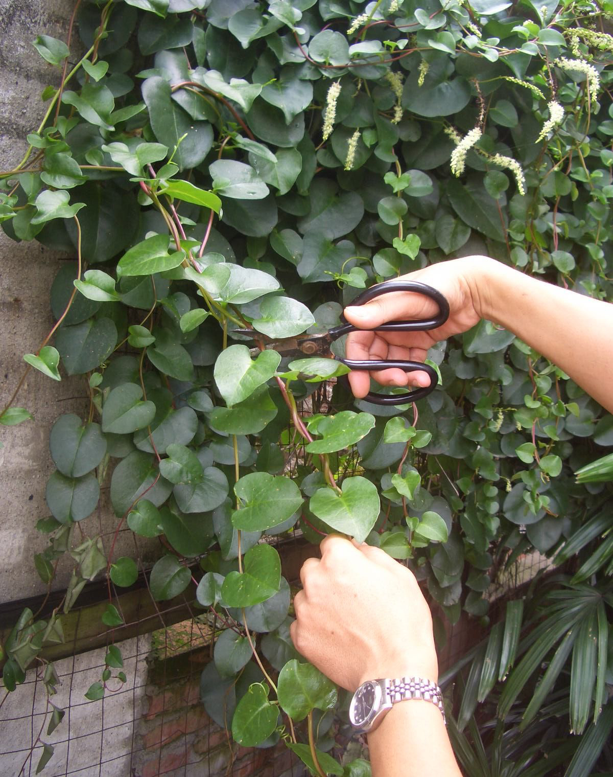  p>正别名 a href="#" data-lemmaid="3491373">五爪三七 /a>, a href