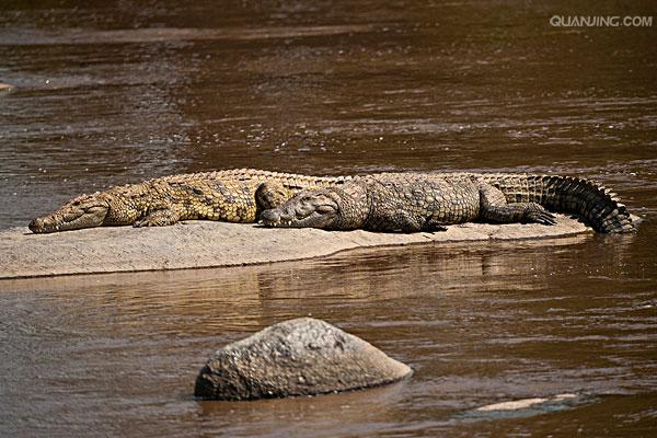  p>尼罗鳄(学名: i>crocodylus niloticus /i>),是非洲最大的鳄鱼和最