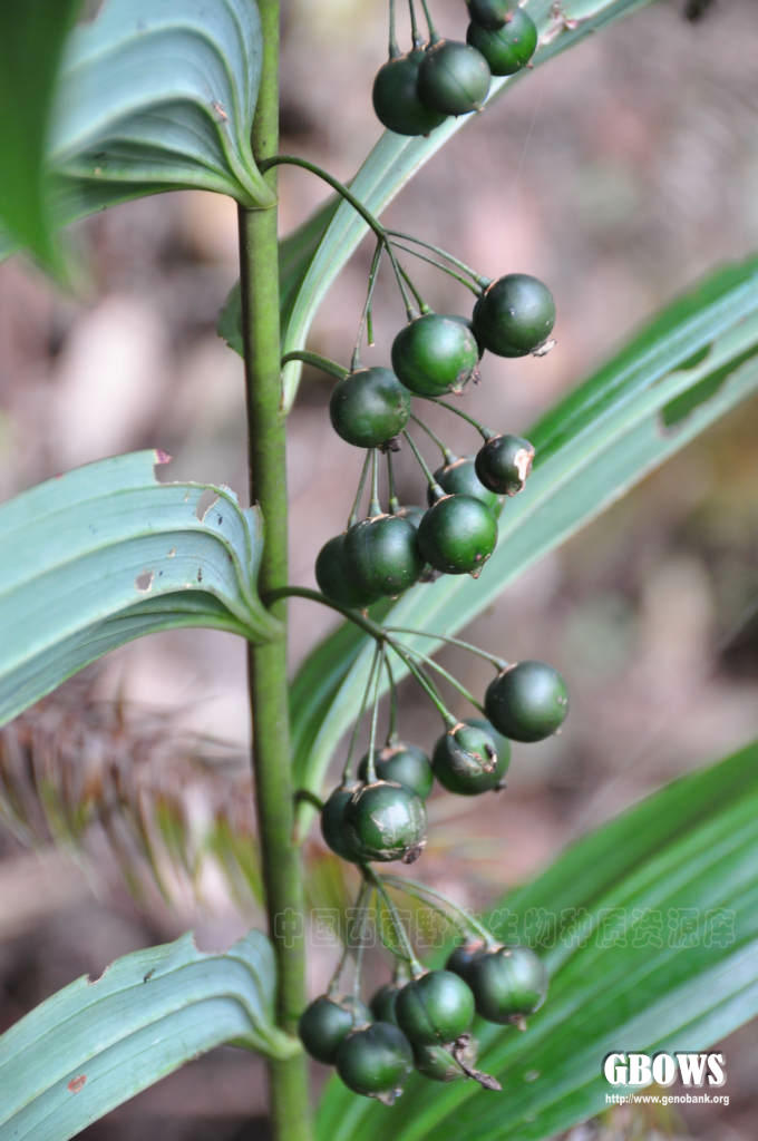  p>多花黄精(学名: i>polygonatum cyrtonema  /i>hua)是百合科黄精属