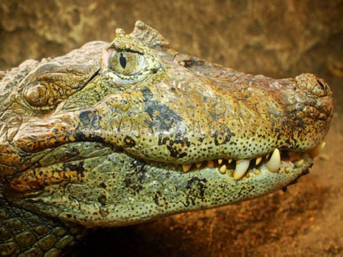  p>宽吻凯门鳄,学名 i>caiman latirostris  /i>(daudin, 1801), a