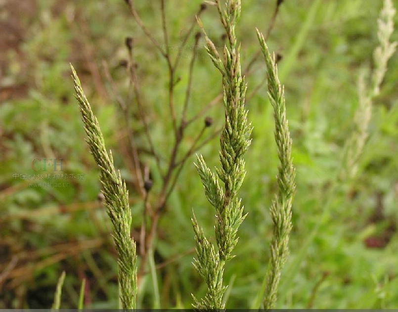  p>早熟禾(学名: i>poa annua /i> l.