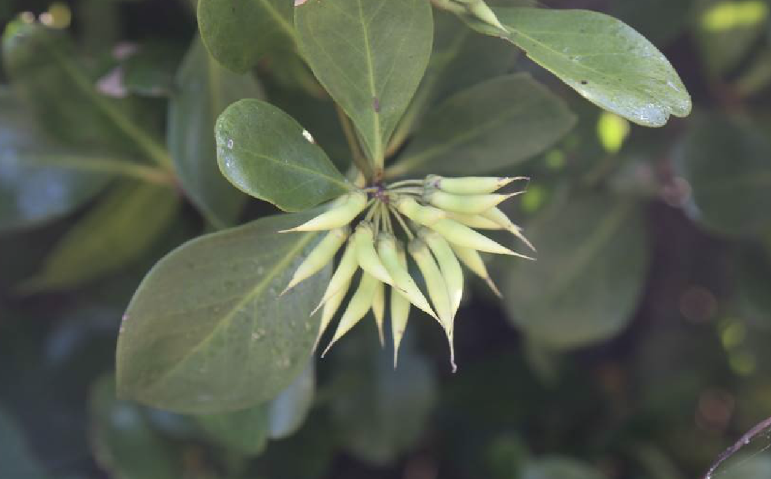  p>蜡烛果(学名: i>aegiceras corniculatum /i> (linn.