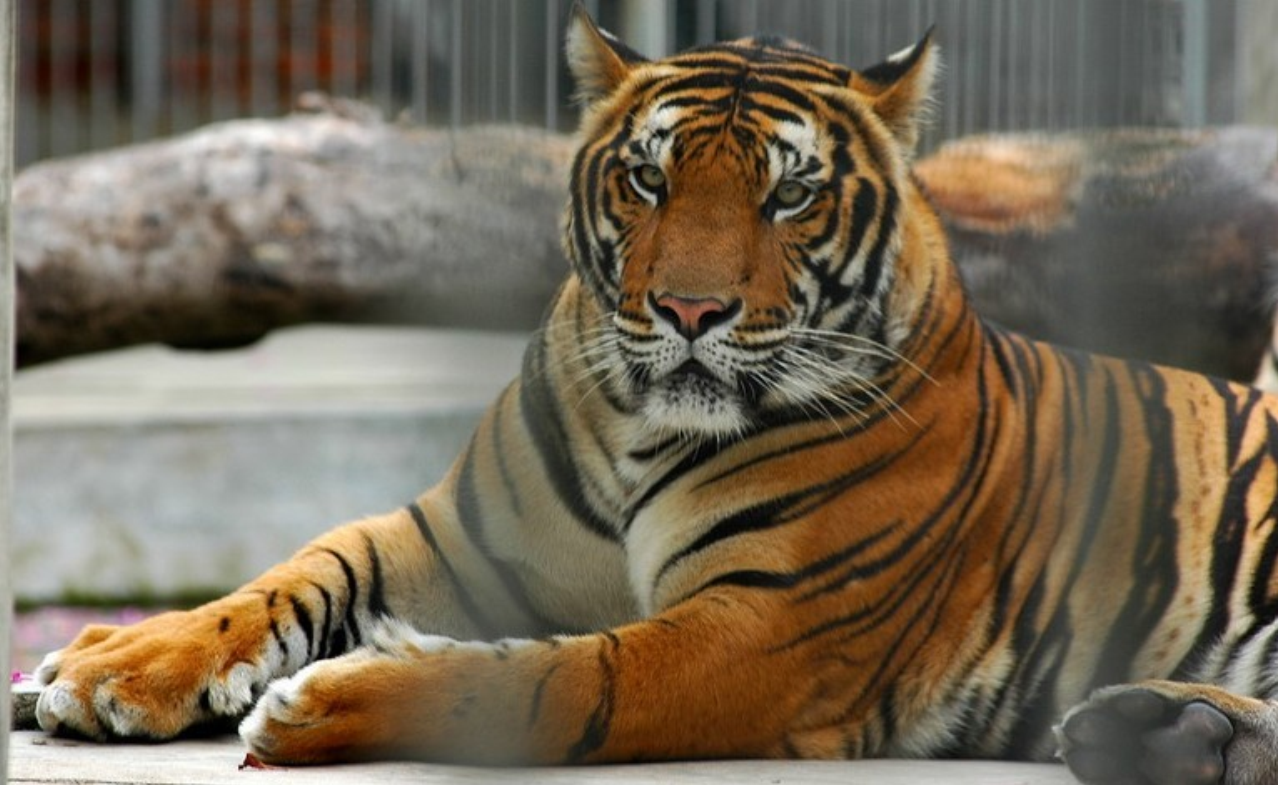  p>里海虎(拉丁学名: i>panthera tigris virgata /i>)是 a target="