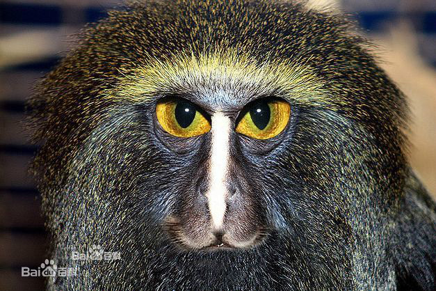  p>枭面猴 /p> p>owl-faced monkey /p> p>亦称哈姆林氏猴(hamlyn&amp