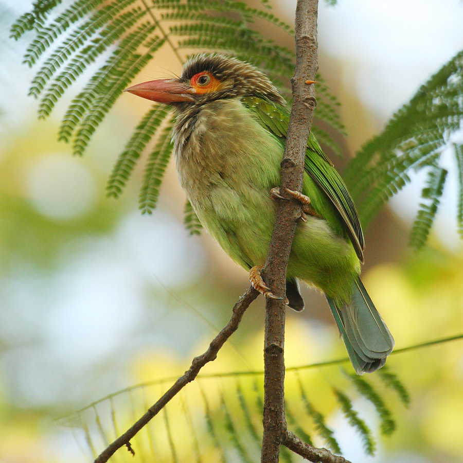 megalaima faiostricta