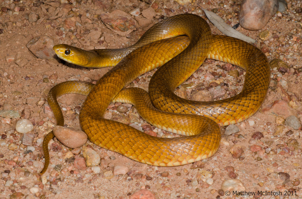 眼镜蛇(学名:pseudonaja nuchalis)是眼镜蛇科,拟眼镜蛇属动物