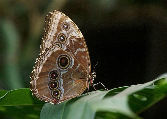 blue morpho butterfly