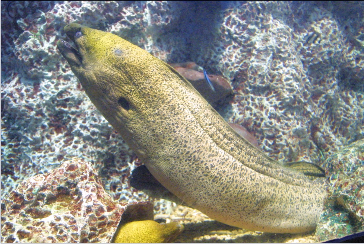  p>花斑裸胸鳝( i>gymnothorax neglectus /i>&nbsp;tanaka,1911)