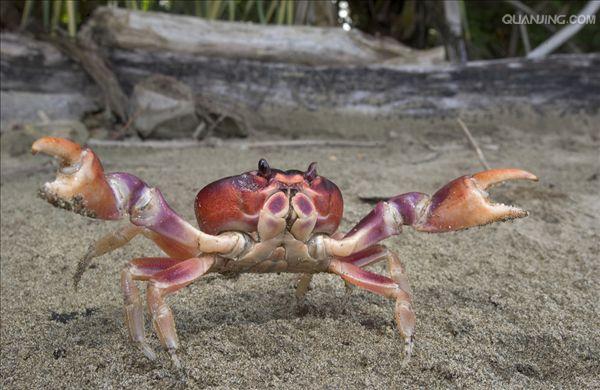  p>地蟹(land crab)是软甲纲(malacostraca), a target="_blank" href