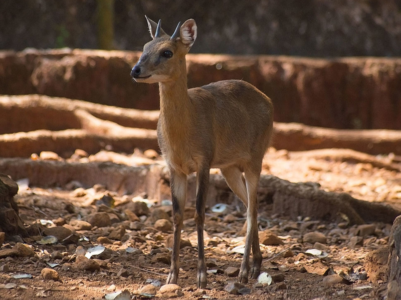 p>四角羚(学名: i>tetracerus quadricornis /i>):是偶蹄目,牛科, a