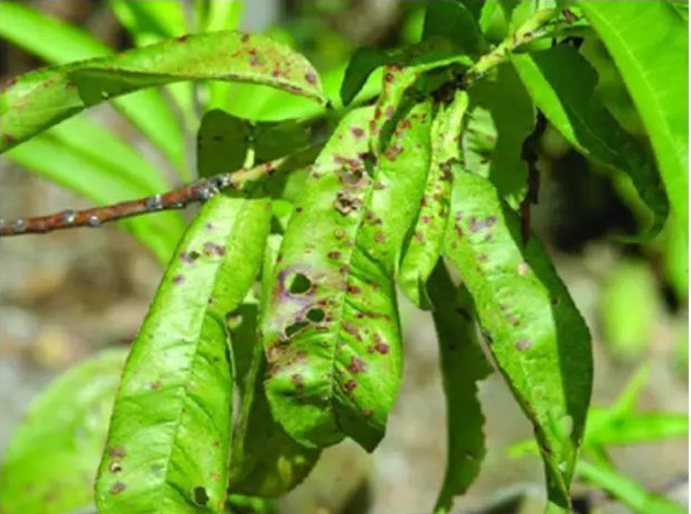  p>桃树细菌性穿孔病是由甘蓝黑腐黄单胞菌桃穿孔致病型侵染所引起的