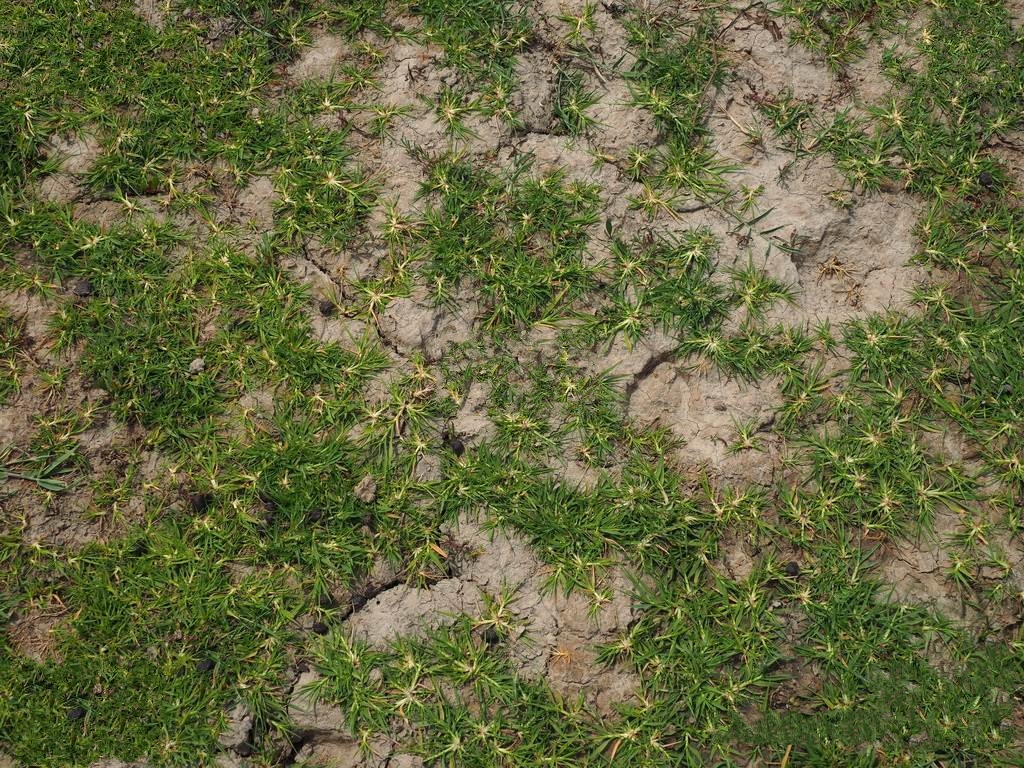 隐花草属一年生 a href="#" data-lemmaid="541696">草本 /a>植物