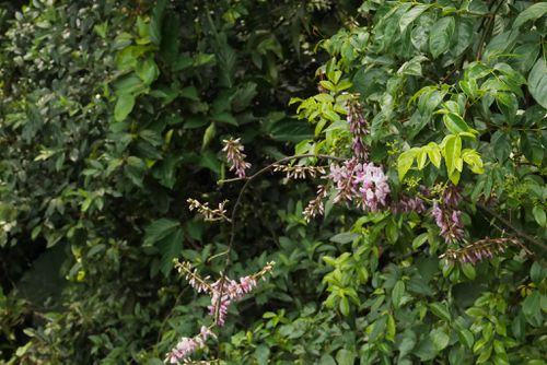 p data-id="go05x86fqz">厚果崖豆藤(学名: i>millettia pachycarpa 
